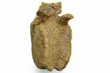 Hadrosaur (Edmontosaurus) Anterior Caudal Vertebra - Wyoming #371509-1